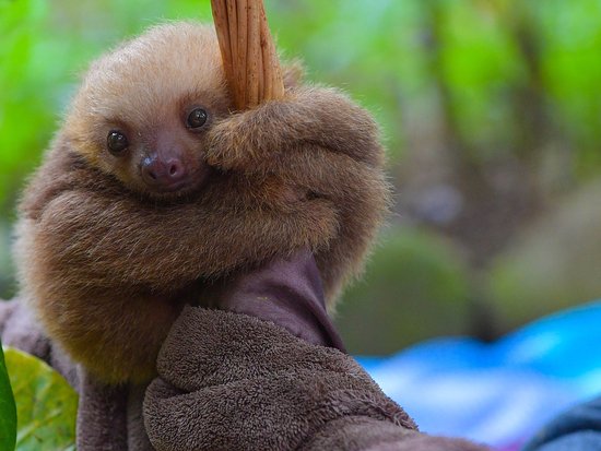 Sloth in Cahuita