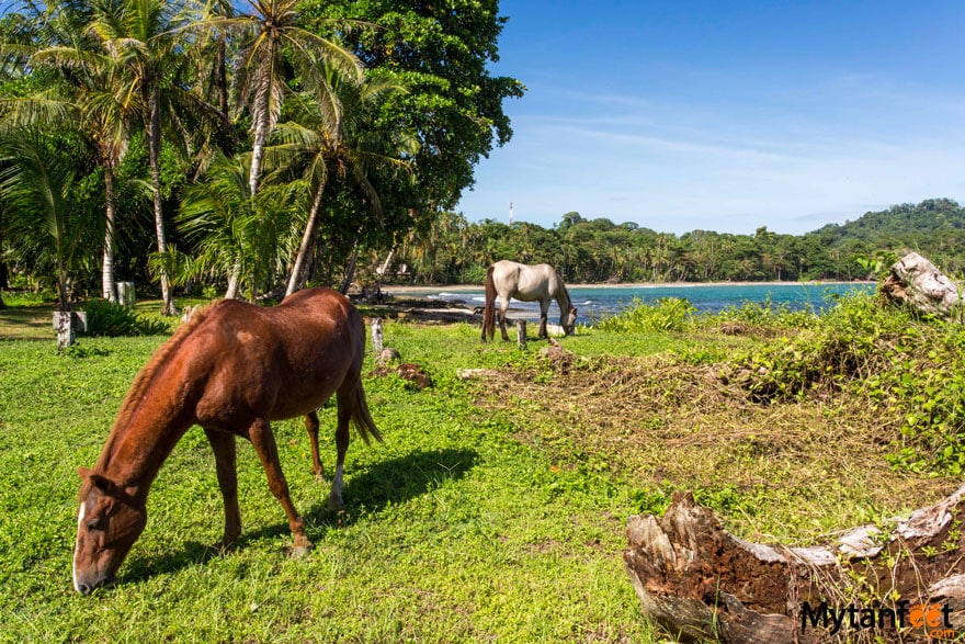 horse back riding in playa chiquita