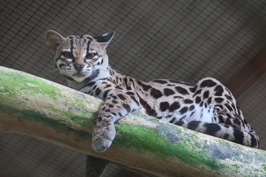 Jaguar Rescue Center visit