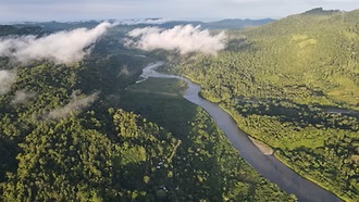 Immerse Yourself in Lush Jungle Sceneries