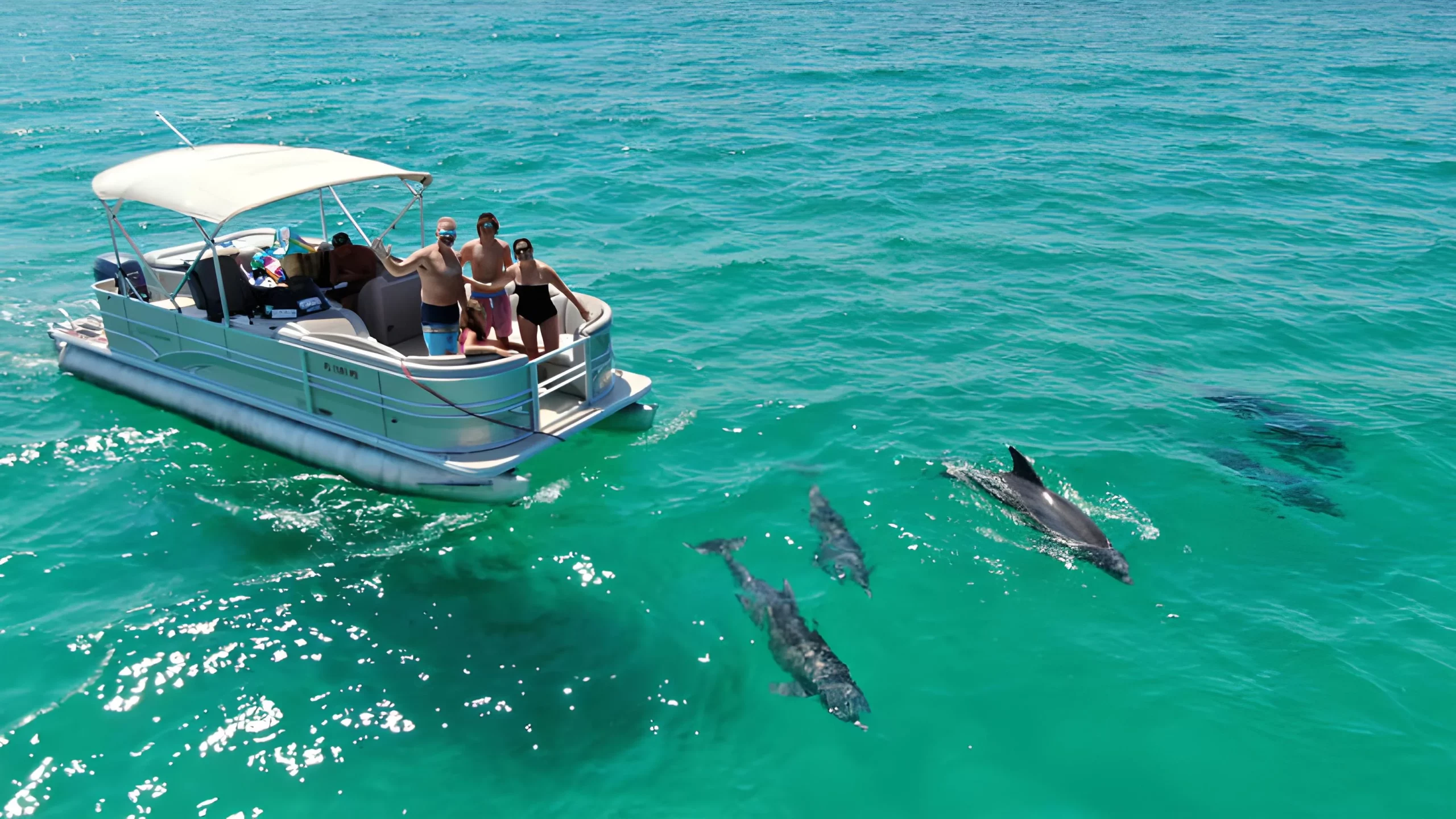 Dolphin Boat Tour